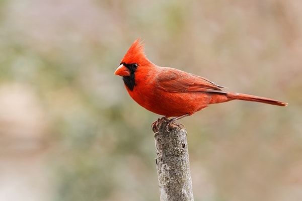 Northern Cardinal