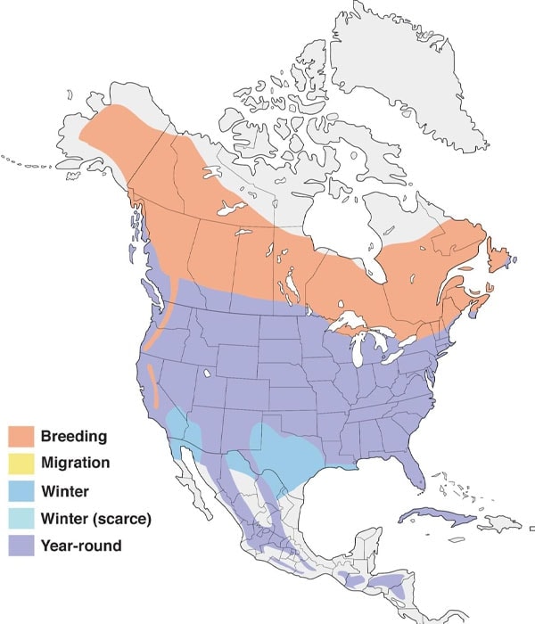 Northern Flicker map