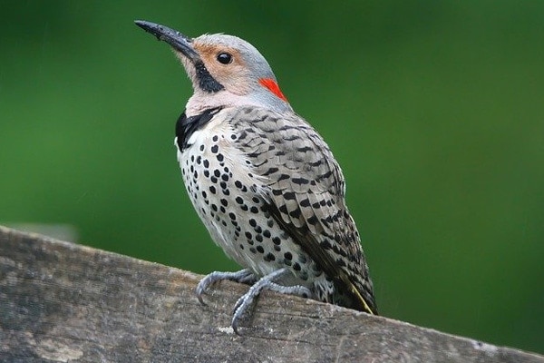 Northern Flicker