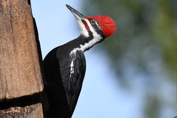 2. Pileated Woodpecker (40% Frequency)