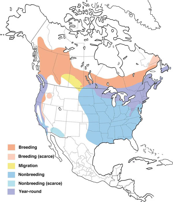 Purple Finch map