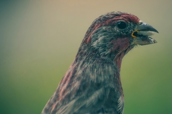 Purple Finch