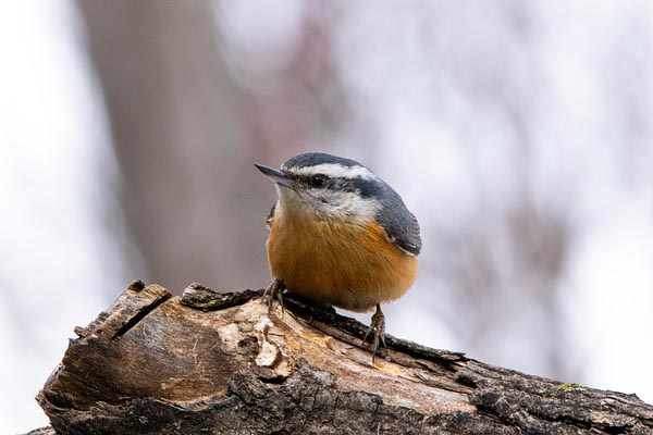 Red-breasted Nuthatch