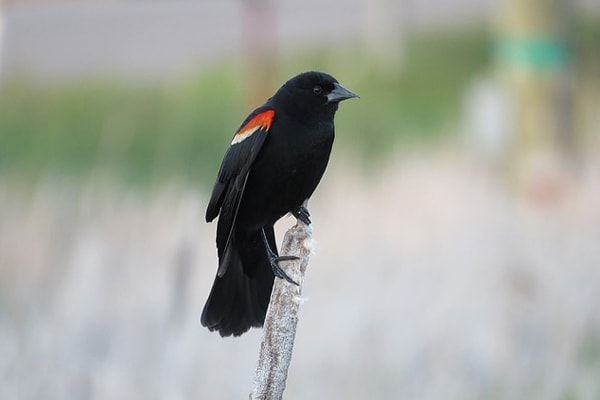 Red-winged Blackbird