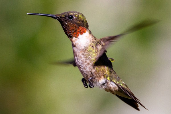 Ruby-throated Hummingbird