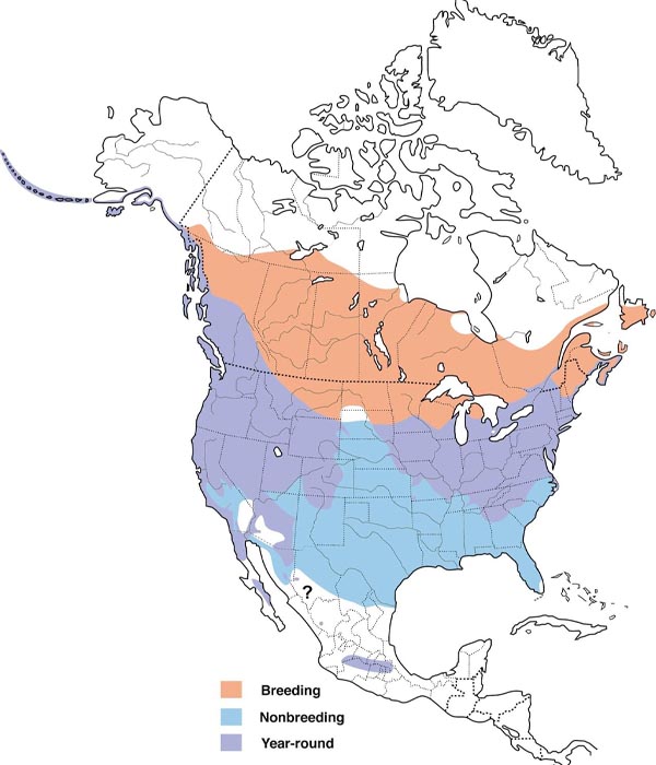 Song Sparrow map