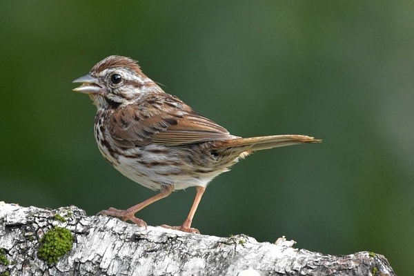 Song Sparrow