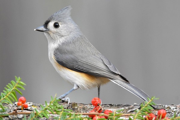 Tufted Titmouse