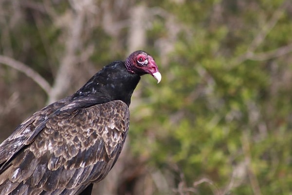 Turkey Vulture