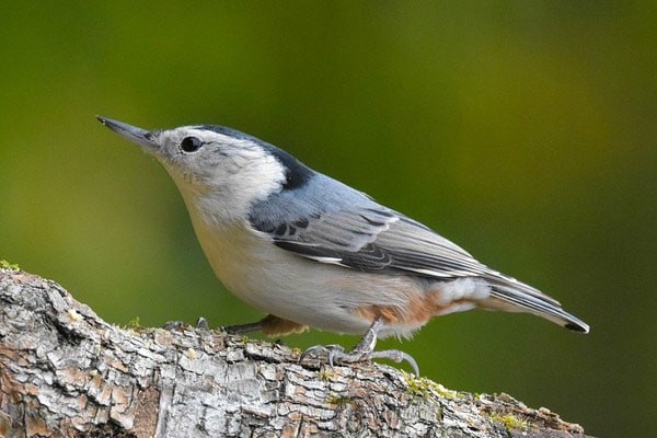 White-breasted Nuthatch