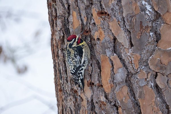 Yellow-Bellied Sapsucker