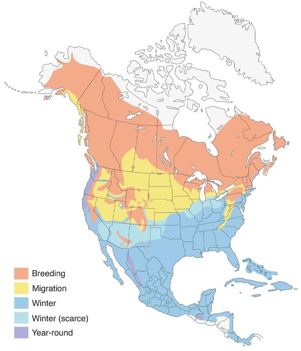 Yellow-rumped Warbler map