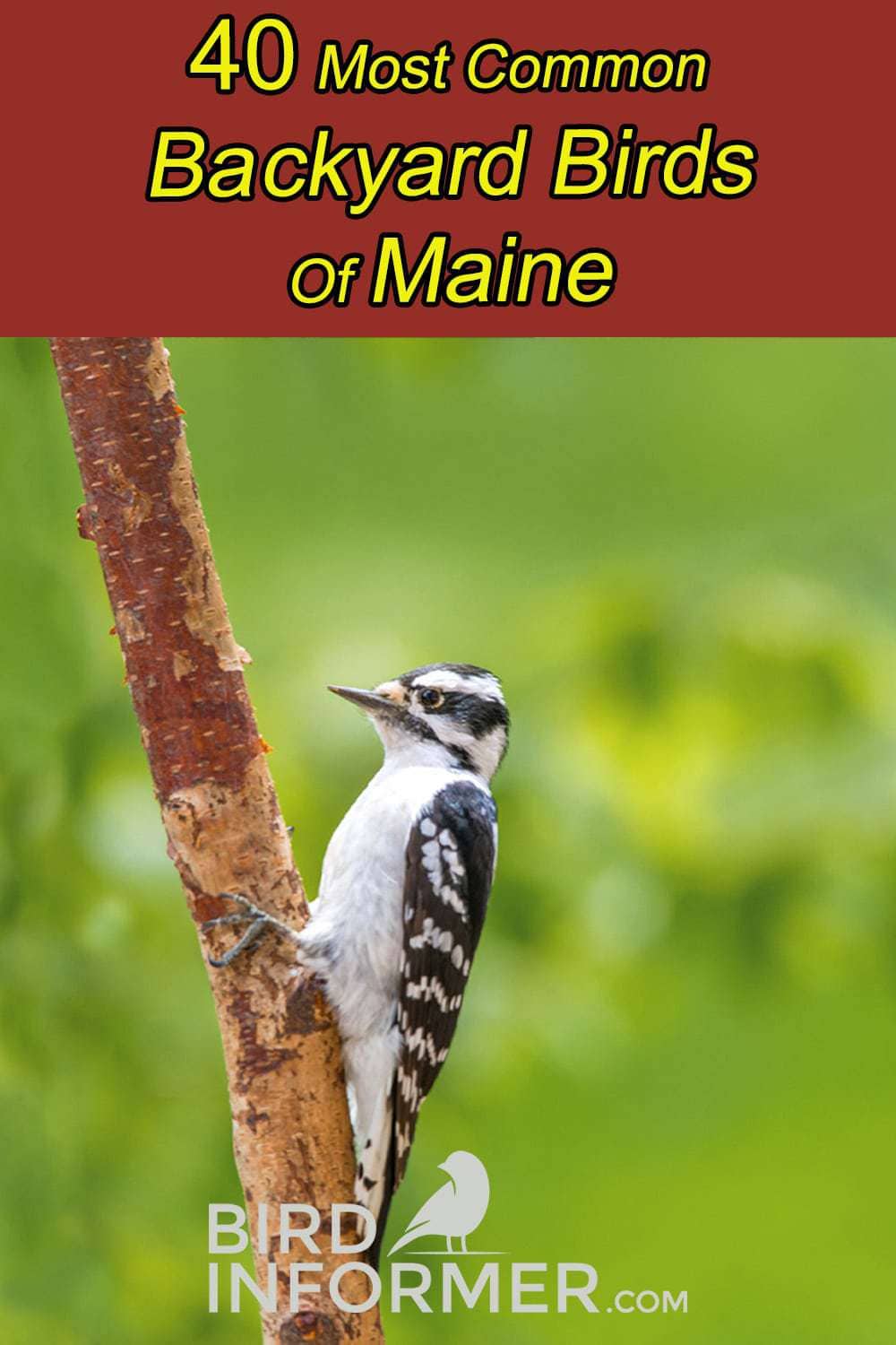 backyard birds of maine