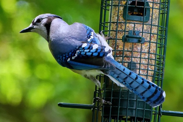 blue jay on bird feeder