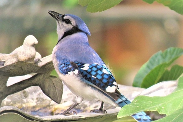 blue jay on branch in backyard