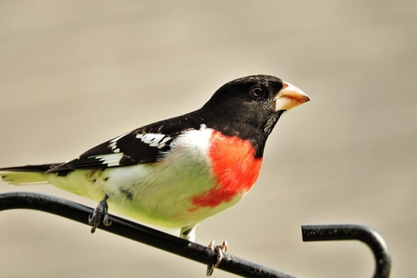 Top 40 Backyard Birds Of Maine