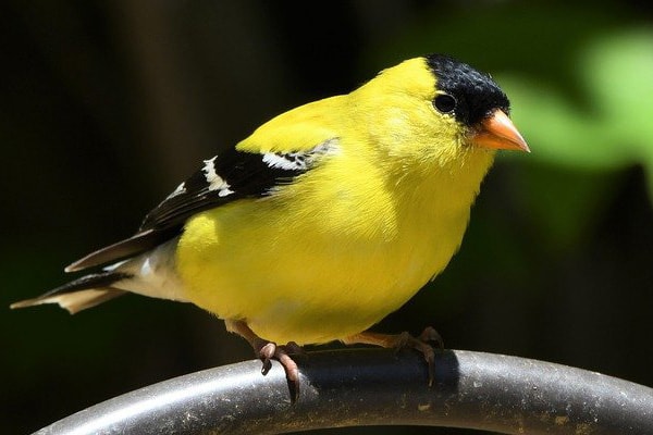American Goldfinch close-up view