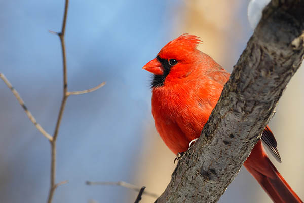 Birding In Kentucky