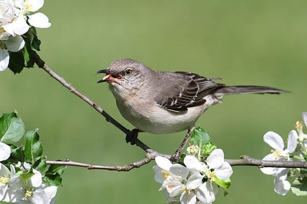 Birding In Mississippi