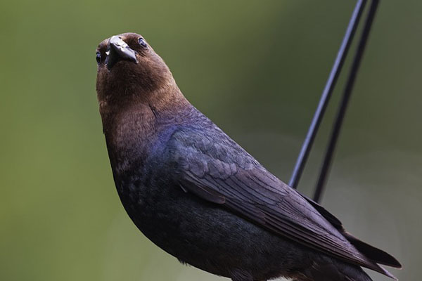 Brown-headed Cowbirds