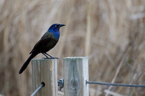 Common Grackle