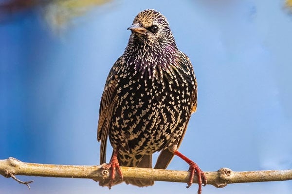 European Starling