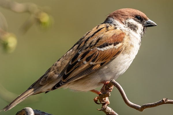 House Sparrow