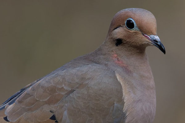 Mourning Dove