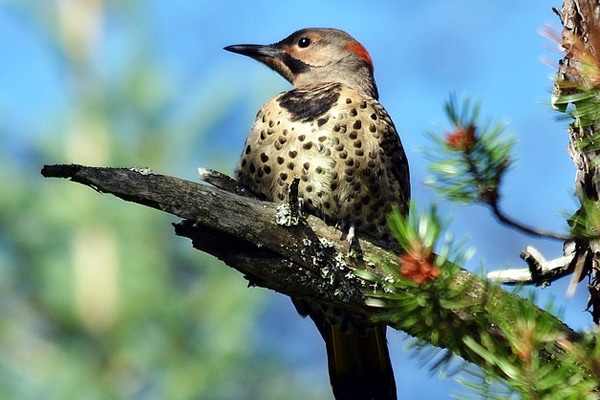Northern flicker perched on pine tree