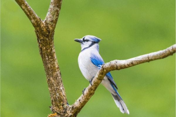 blue jay facing to the left on a branch