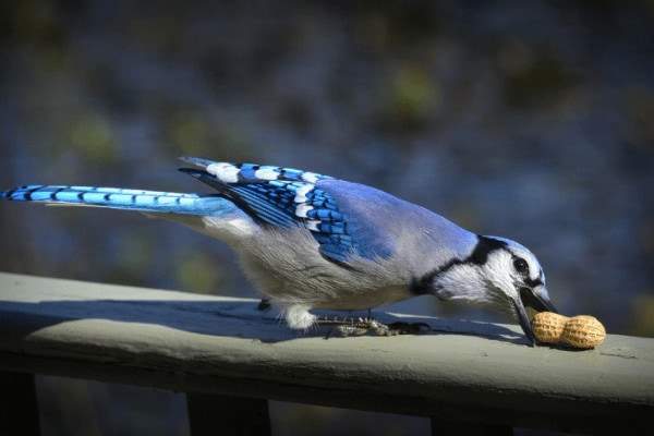 blue jay eating a peanut