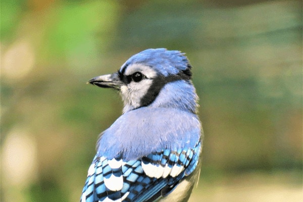 blue jay looking to the left