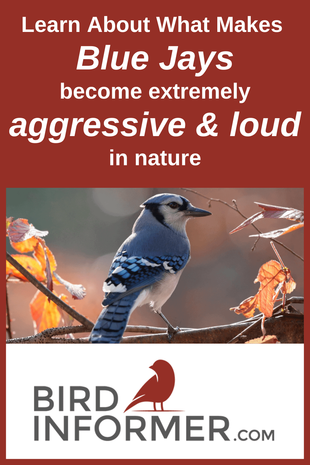 blue jay perched on a tree branch in autumn