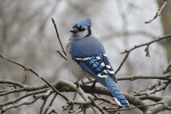 blue jay perched on tree branch