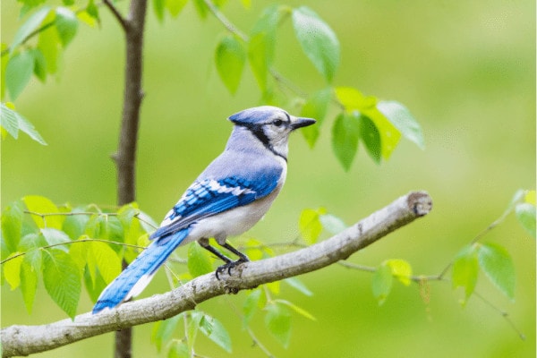 blue jay perched to fly