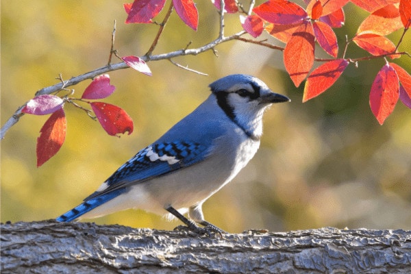 blue jay on branch