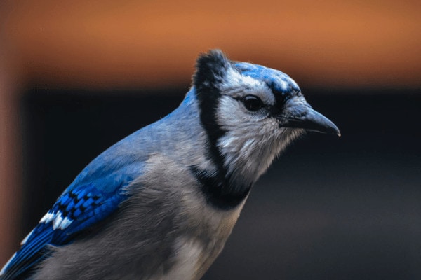 blue jay in backyard