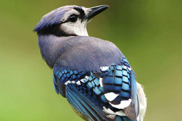 blue jay