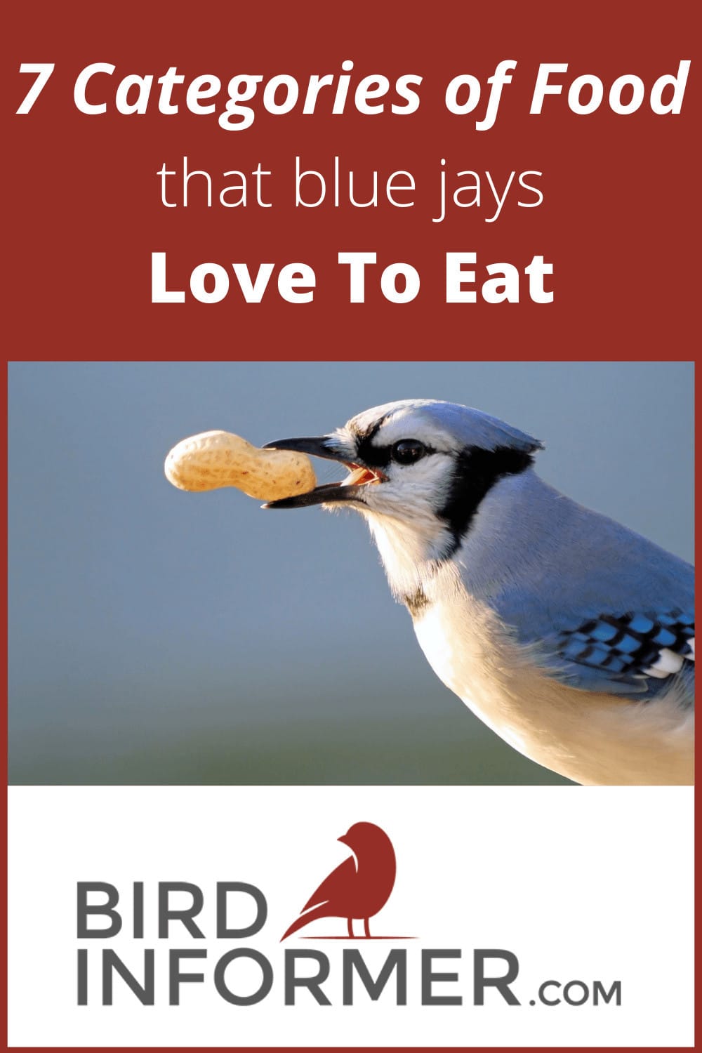 extensive guide of what blue jays eat