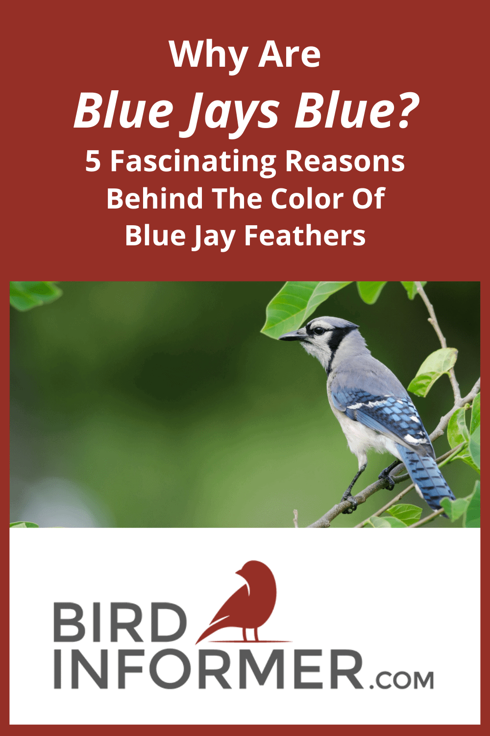 how are blue jays actually blue