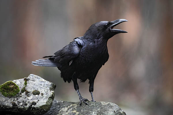 how to stop bully birds at feeders