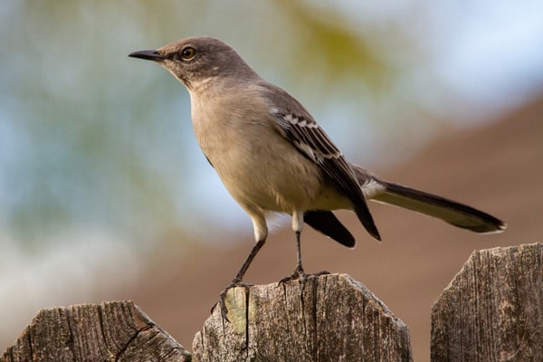 northern mockingbird on fence