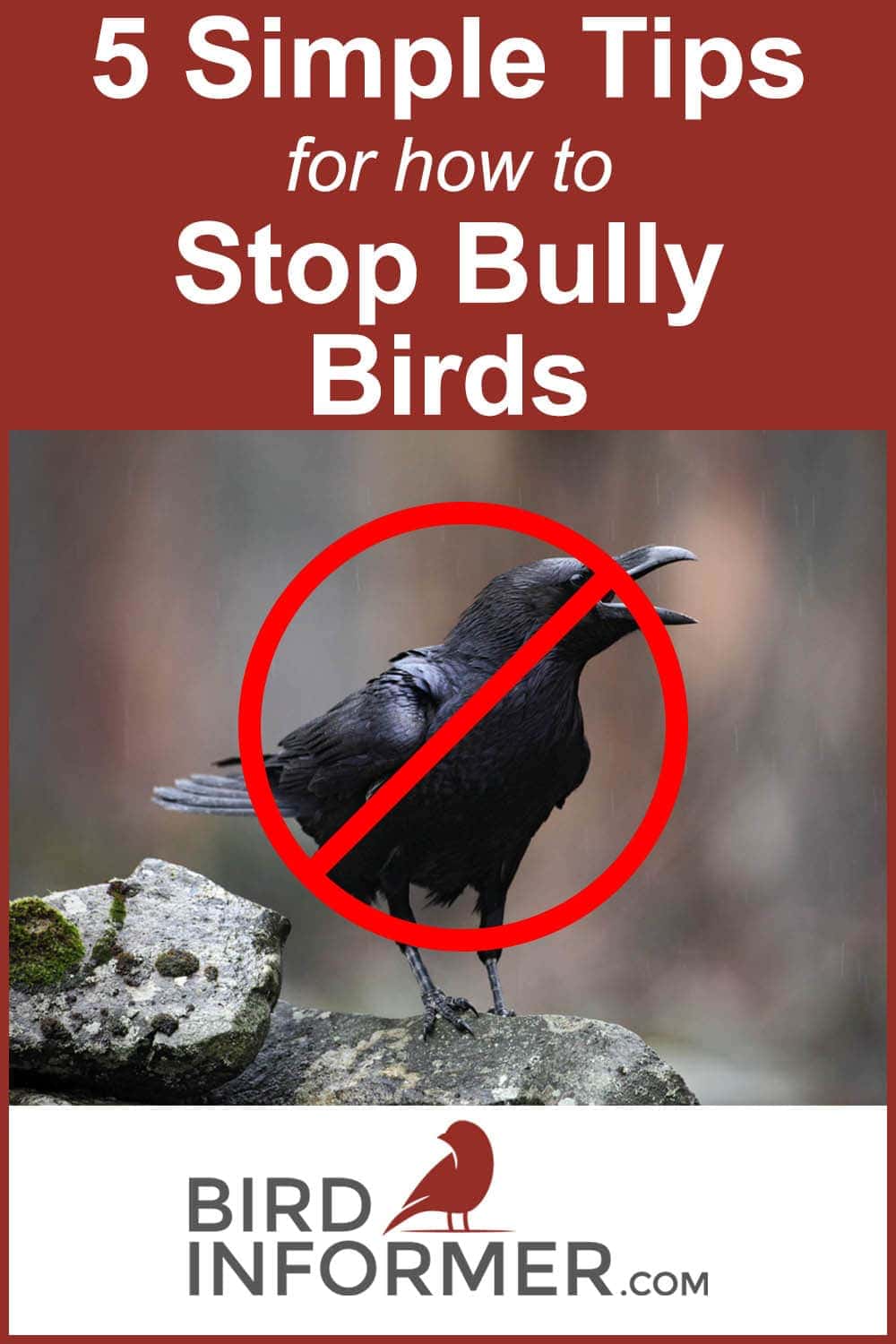 tips for stopping bully birds at feeders