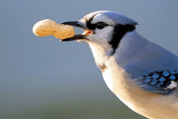 what do blue jays like to eat