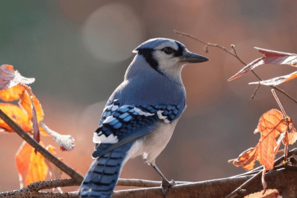 why are blue jays aggressive
