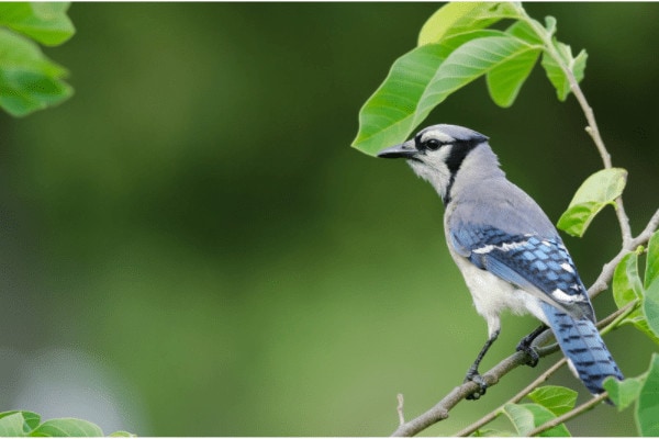 why are blue jays blue