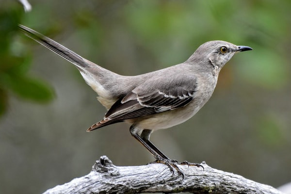 Northern Mockingbird perched in tree