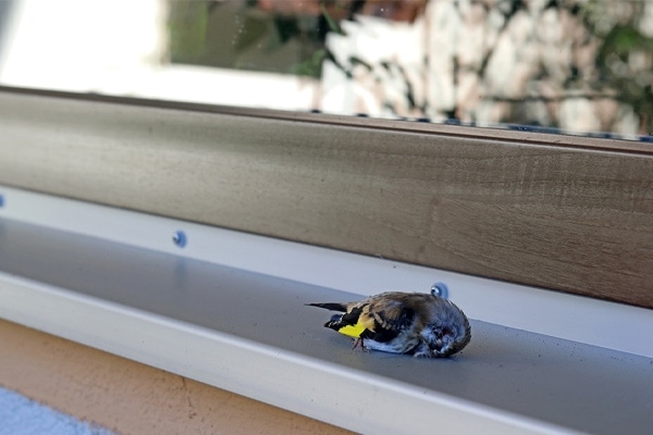 bird flew into window