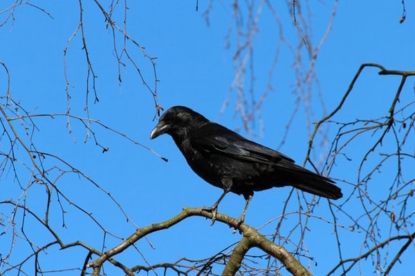 black crow bird