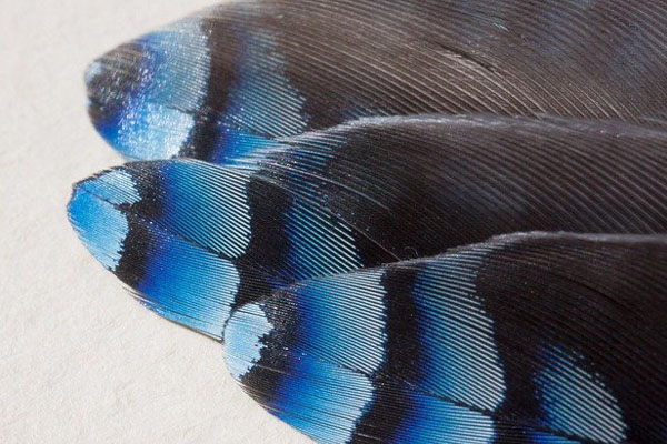 blue jay feathers